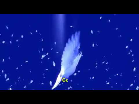 Conta Comigo video
