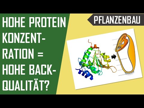 Proteinkonzentration im (Winter-)Weizen | #Weizenreihe | Einfluss von Gluten auf Backqualität