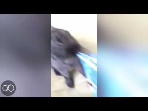 Bunny doesn't like sharing his chips! | infinity