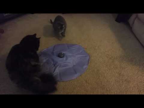 Nalini and Chloe playing with their SmartyCat!