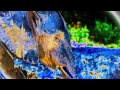 Jan Garbarek, Lakshminarayana Shankar & Palle Mikkelborg - Psychic Elephant