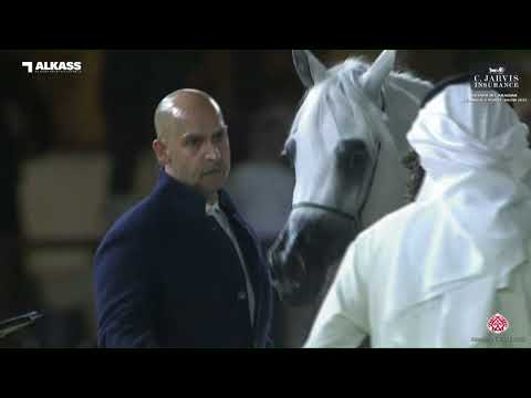 N 90 ALAALIA AL WAAB   Katara Int  Arabian Peninsula Horse Show 2023   Fillies 3 Years Old Class 3A