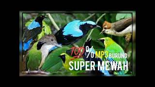 Download lagu SUARA PIKAT CUCAK IJO DAN BIRU mp3
