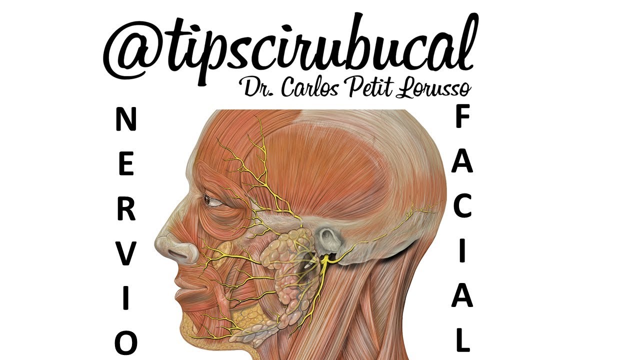 Nervio Facial VII Par / tipscirubucal/ Carlos Petit Lorusso