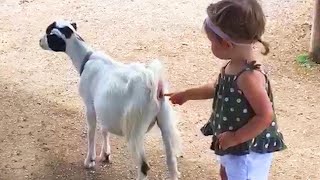 Cute Kids and Babies Playing with Dogs, Cats, Zoo animals and Pets