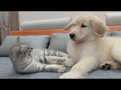 YouTube 썸네일