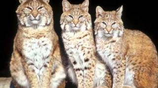 Ellison - Strawberry Rain