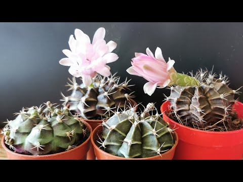 , title : 'Gymnocalicyum: how I grow indoors in the UK the most beautiful cactus species in my collection'