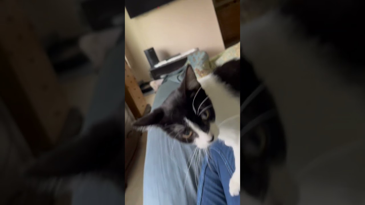 Enlarge COOPER, a ADOPTABLE Domestic Short Hair in Gurnee, IL video 3/3