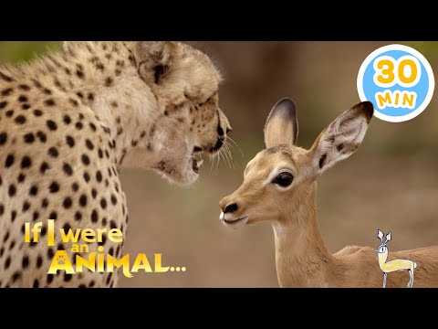 If I were an Impala | Chicky's Playhouse | Kids Cartoons Collection