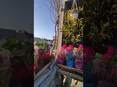 Feyzulla Dekorativ ağaclarin satişi