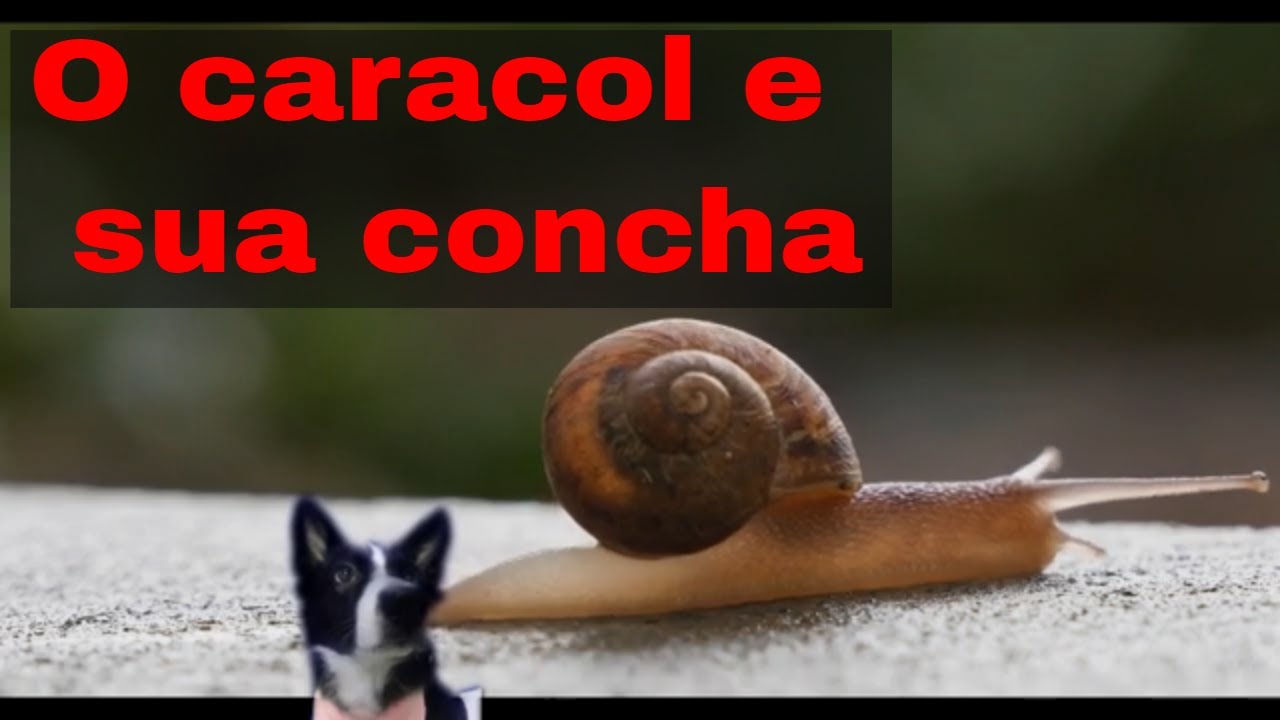 Caracois já nascem com a concha