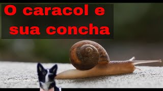 Caracois j nascem com a concha?