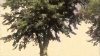 Beach Fossils - Sometimes