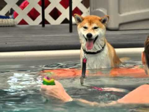 口吃弟弟與馬路狗姐姐消暑游泳樂(原發表者:gowell)(影片)