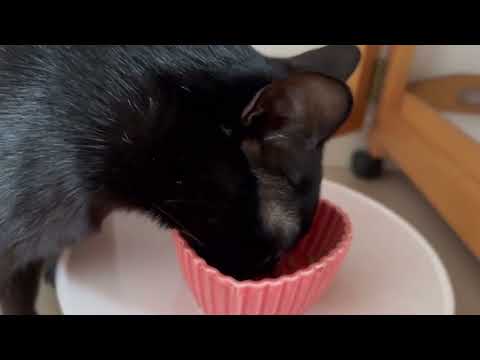 大好きなおやつをもらいあとは寝るだけ💤