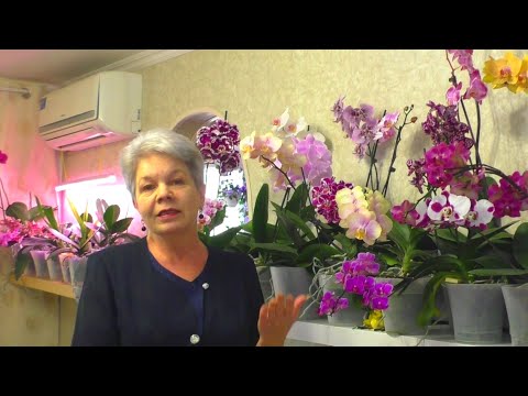 Cum și DE CE înfloresc orhideele mele fără STIMULATOARE și HORMONI ??? Numai ÎNGRĂȘĂMÂNTUL DREPT 😊