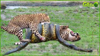 OMG!! Giant Python Recklessly Hunts Leopard, The World's Fastest Animal Fails | Animal Fight