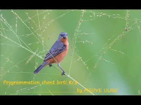 Programmation / ecolage du chant lorti 8/8 by MEOVE Ulric.
