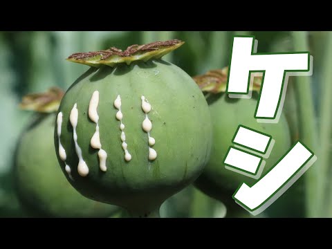 ケシの実 植物