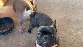 What to do when Two French Bulldogs are Stuck from Natural Frenchie Breeding Info Frenchies Locked