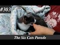 Tuxedo Cat Trying To Bite My Hand Part 2