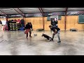 Super Dog Bold Powerhouse Puppy Zen 7 Mo Protection Drill Yields Impressive Power German Shepherd