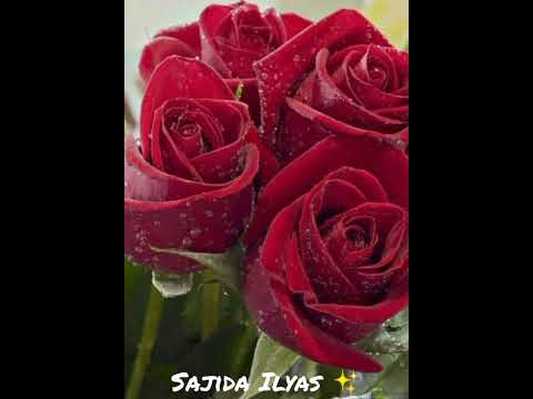 beautiful flowers 🌼🌹 DP 🏵️😁/image's/Sajida ilyas ✨❣️🌹❤️/Rose's/Red ♥️🥺❤️❣️🌹🍒/different colors/🙂👍🏻