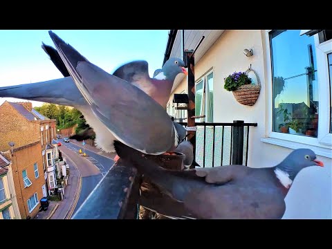 Wood Pigeons, Five Way Mass Brawl for Peanuts! / Balcony Bird Table 4K
