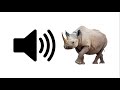 Rhino - Sound Effect | ProSounds