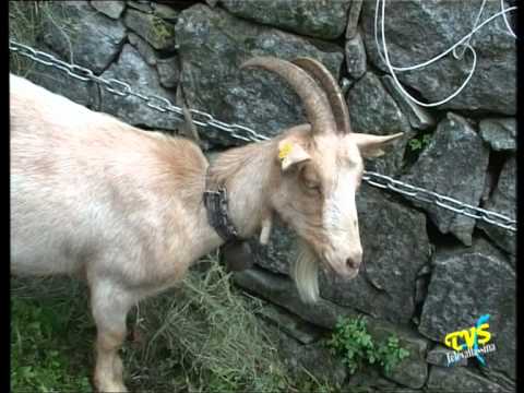 Caslino d'Erba - Festa Caprina 2005