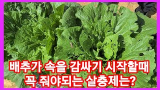 김장 배추가 속을 감싸기 시작할때 꼭 줘야 하는 살충제~  귀농귀촌전원일기 주말 농장 텃밭