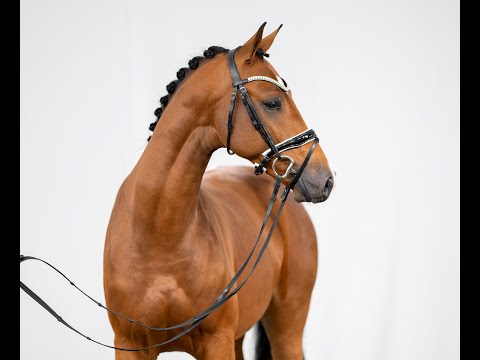 Baltic Joy - * 2019 H von Baltic VDL x Tenerife VDL