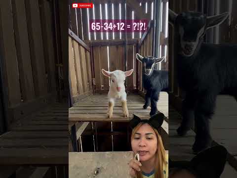 @Flux-edits077 Kambing nya lucu yaaa #dubbing #shorts #shortvideo #funny