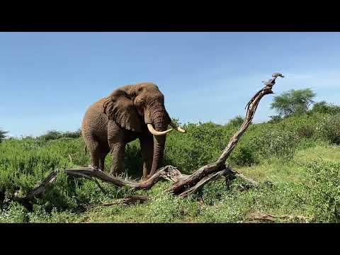 Bull elephant pulls some boss moves