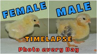 How to tell Rooster from Hen | Male and Female Chicks growing up | Gender Differences in Development
