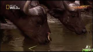 Caught in the Act 4 : Crocodile catches Buffalo Calf