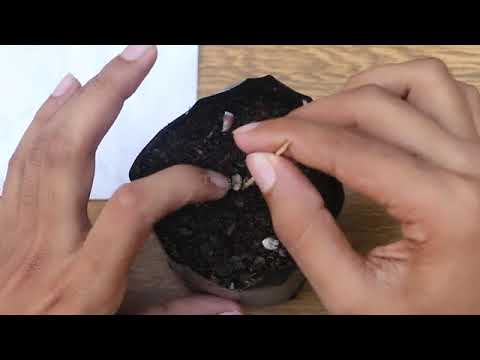 How to grow lemon from 🍋 kagati ko biruwa unarmed sajilo tarika