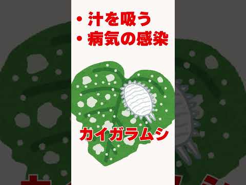 庭のコナカイガラムシの治療法: 祖母の効果的な 5 つの治​​療法  庭園