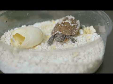 Two Arakan Forest Turtles Hatched At Tennessee Aquarium