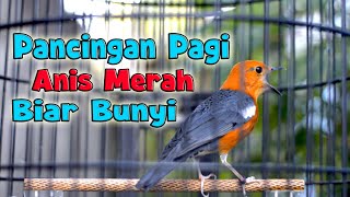 Download lagu PANCINGAN PAGI ANIS MERAH, ANIS MERAH GACOR DI PAGI HARI mp3 Download lagu PANCINGAN PAGI ANIS MERAH, ANIS MERAH GACOR DI PAGI HARI mp3
