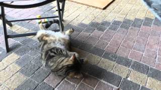 Katze Mimi – Baldrian-Katzenspielkissen