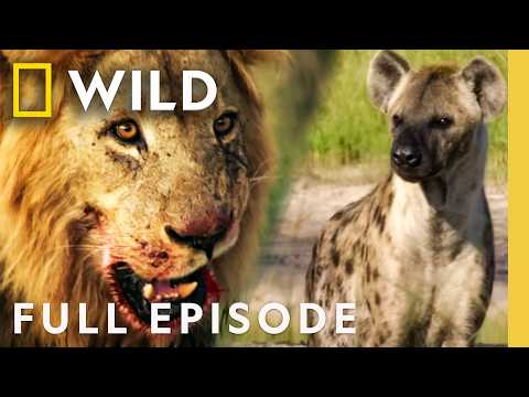 Hyena vs Lion: Army of Darkness (Full Episode) | Savage Kingdom Compilation | Nat Geo Animals