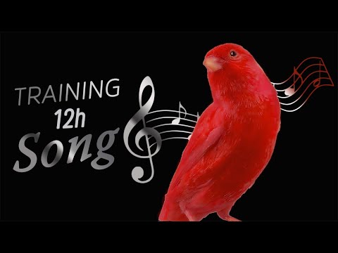 Red CANARY Singing 12h Training Song