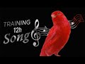 Red CANARY Singing 12h Training Song