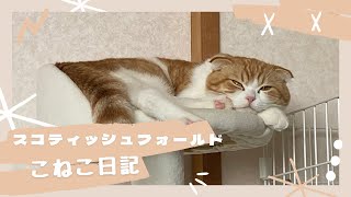 【スコティッシュフォールド】こねこ日記