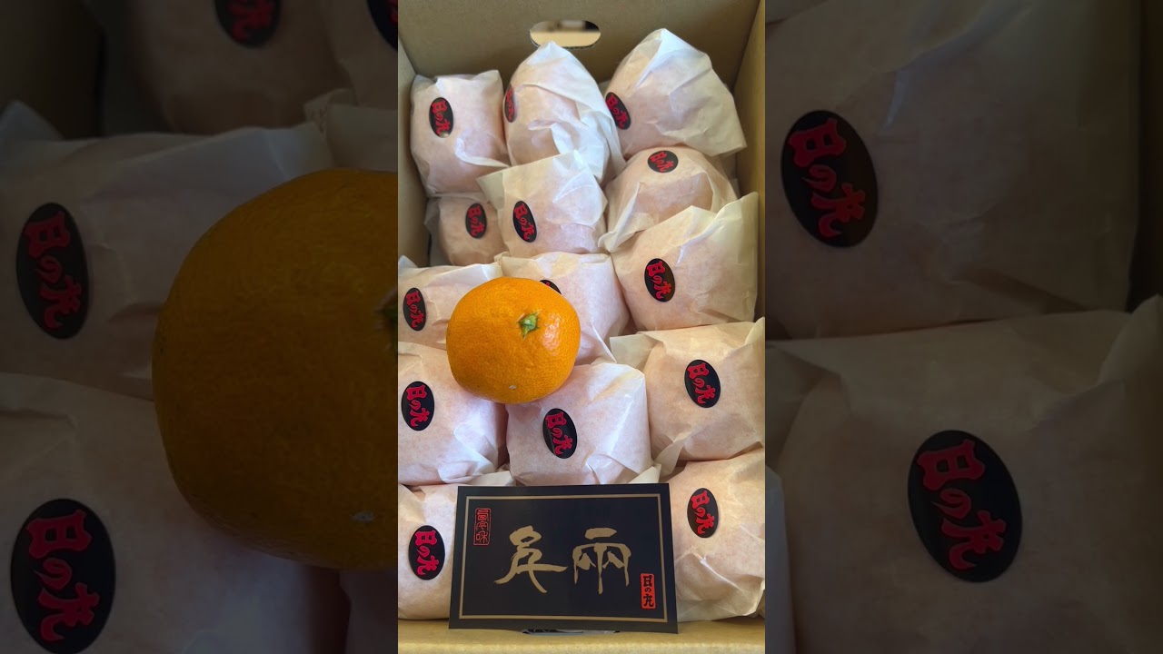 越冬日の丸みかん、年を越して更に熟成、マイルドな仕上がりに。愛媛県産