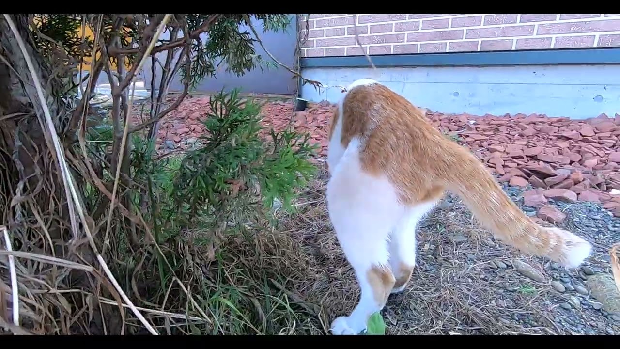 えっほ♪えっほ♪ほっけ（猫）が近付いてくるシーン【短編】