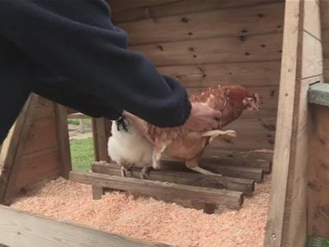 download lagu mp3 mp4 Go To Bed With The Chickens, download lagu Go To Bed With The Chickens gratis, unduh video klip Go To Bed With The Chickens