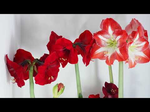 Amaryllis Flowering Time Lapse